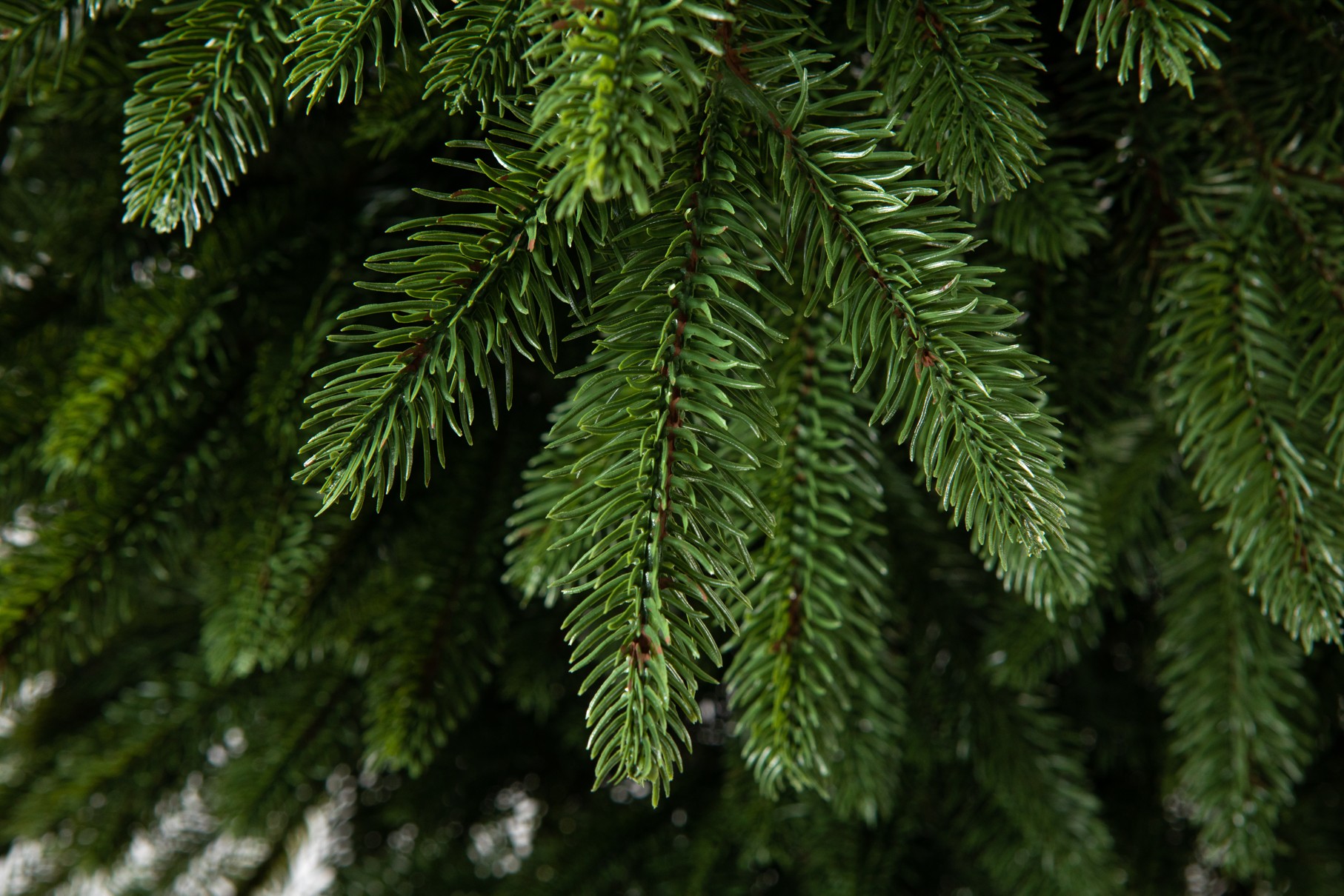 Smrek Omorikový 100 % FULL 3D 240 cm – umelý vianočný stromček