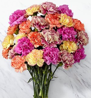 Kytica Dianthus - Nestarnúca klasika