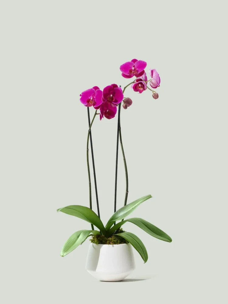 Orchidea darčekovo ozdobená na donášku