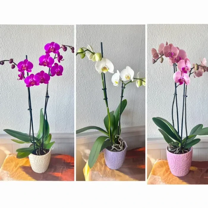 Orchidea darčekovo ozdobená na donášku